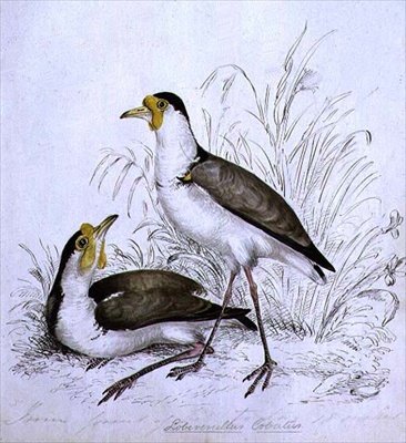 Sandpiper by Caroline Louisa Atkinson